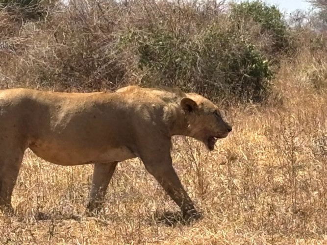 safari-1-giorno-tsavo-est